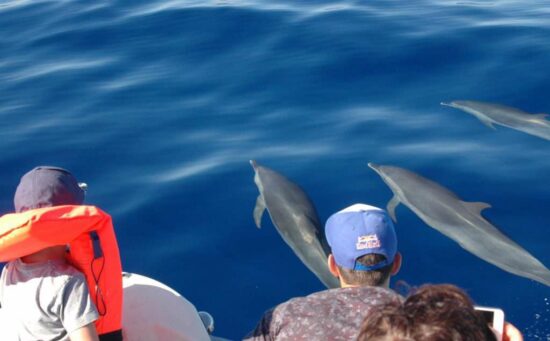 dauphins-deshaies-guadeloupe-3