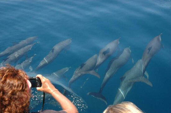 observación de delfines-mar-guadeloupe-1