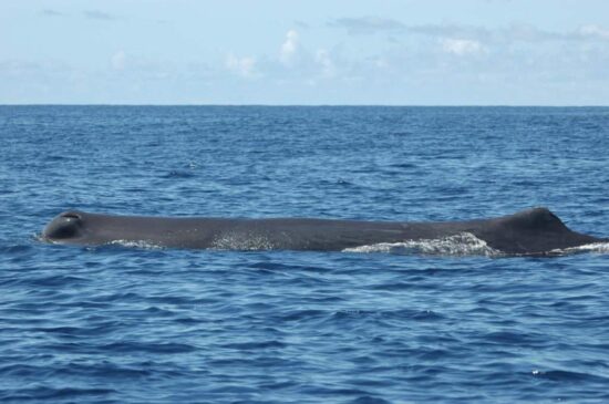 shelltone-whale-project-guadeloupe-cachalot-calme-030