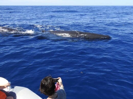 shelltone-whale-project-guadeloupe-cachalots-proche-bateau--051