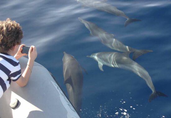 shelltone-whale-project-guadeloupe-dauphins-porch-bateai-040