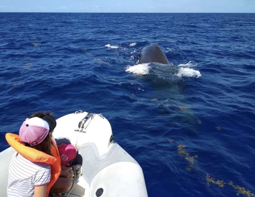 shelltone-whale-project-guadeloupe-observer-dauphins014