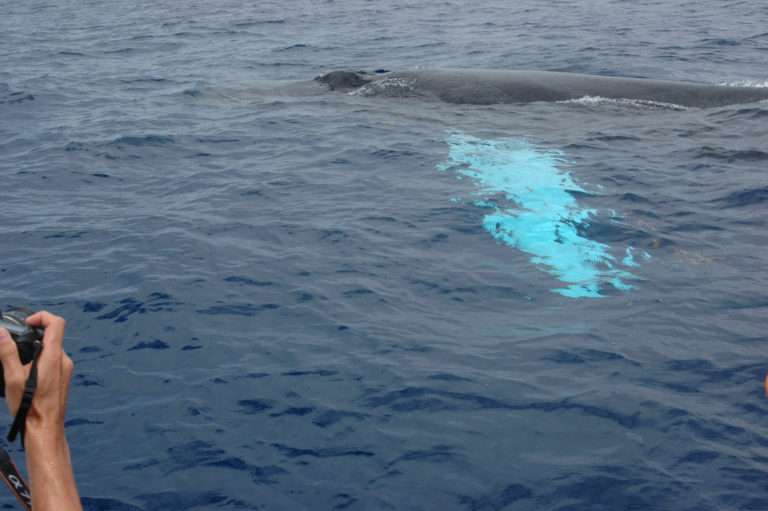 Baleines à Bosse En Guadeloupe - Shelltone Whale Project