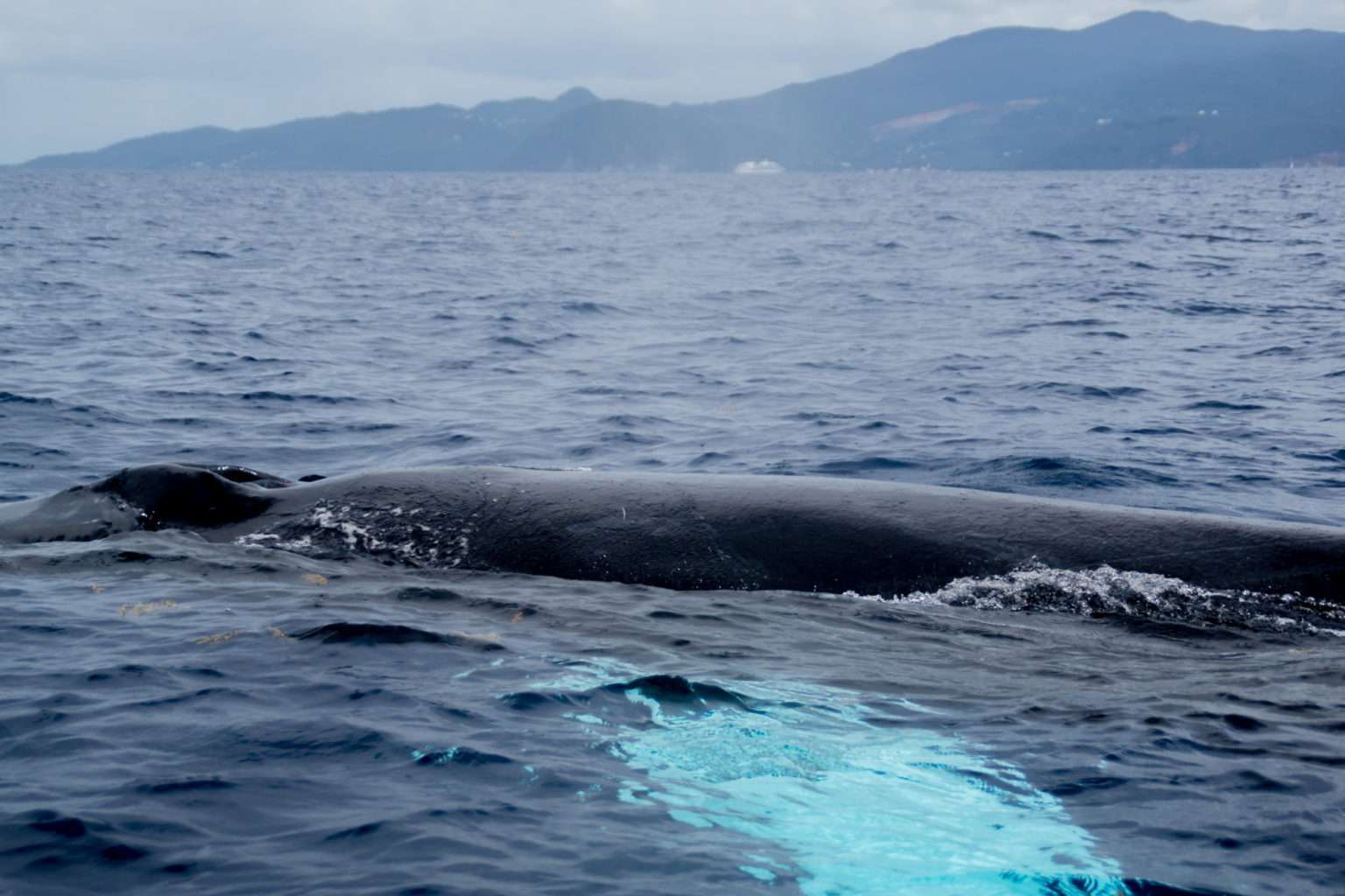 Baleines à Bosse En Guadeloupe - Shelltone Whale Project