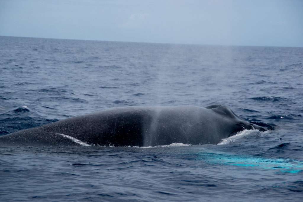 Baleines à Bosse En Guadeloupe - Shelltone Whale Project