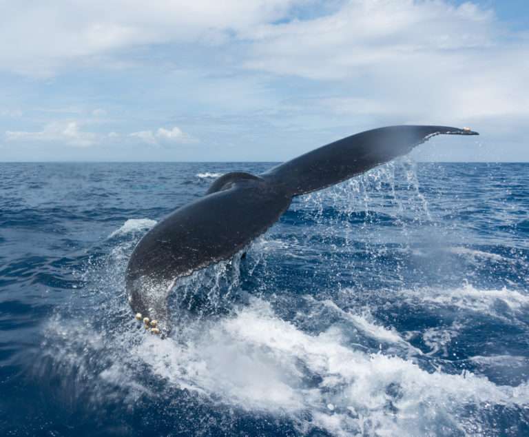 Baleines à Bosse En Guadeloupe - Shelltone Whale Project