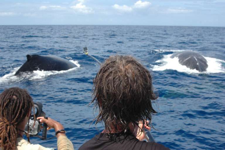 Baleines à Bosse En Guadeloupe - Shelltone Whale Project