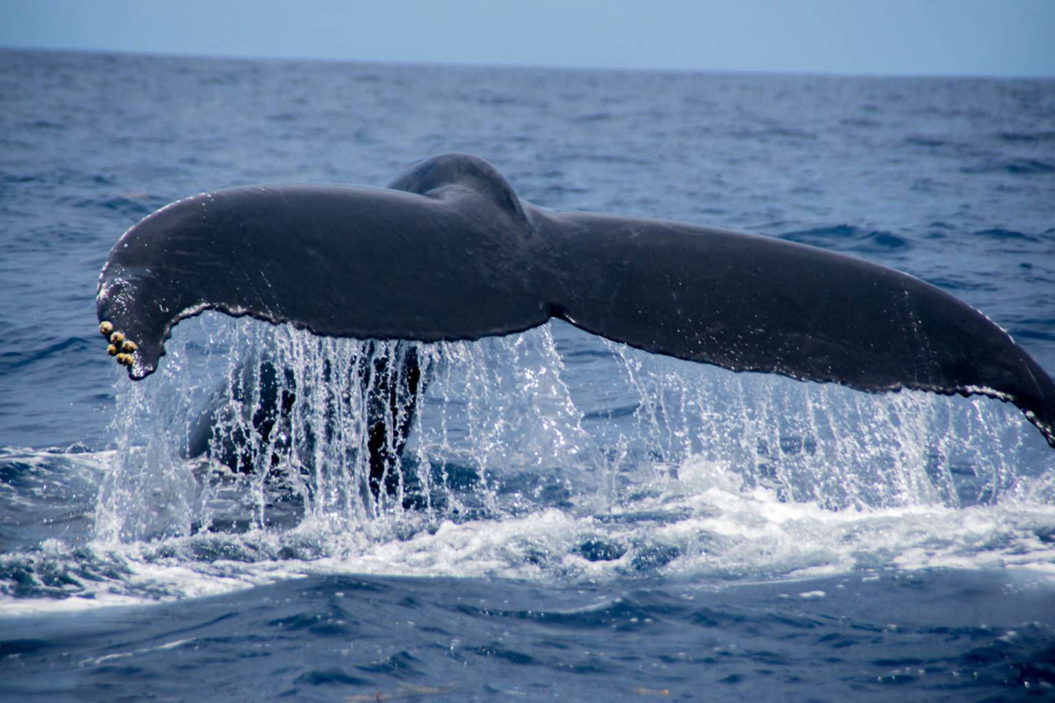 Baleines à Bosse En Guadeloupe - Shelltone Whale Project