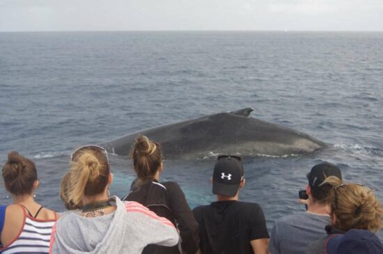 ver ballenas-guadeloupe-02