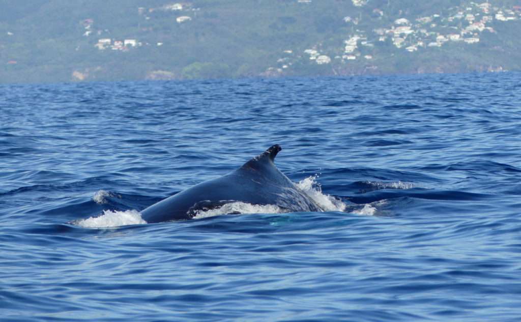 Baleines à Bosse En Guadeloupe - Shelltone Whale Project