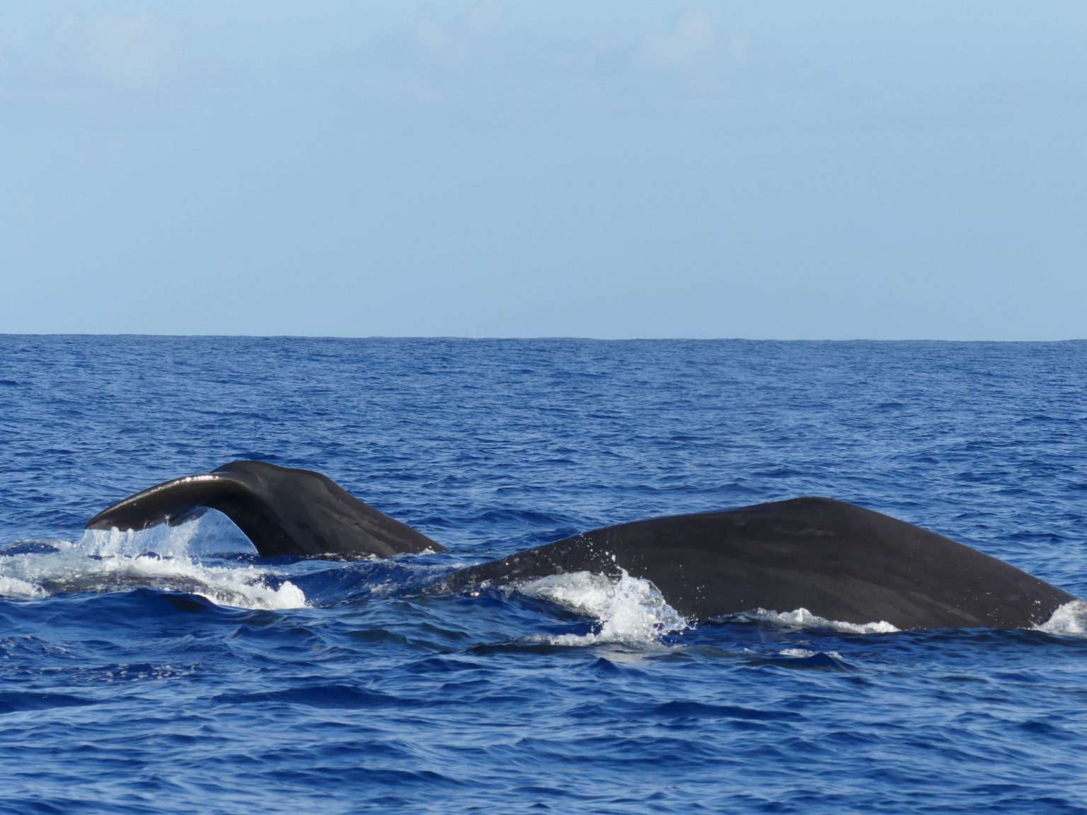 Our most beautiful pictures of sperm whales in Guadeloupe