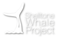 Shelltone Whale Project logo Cola de ballena en el agua