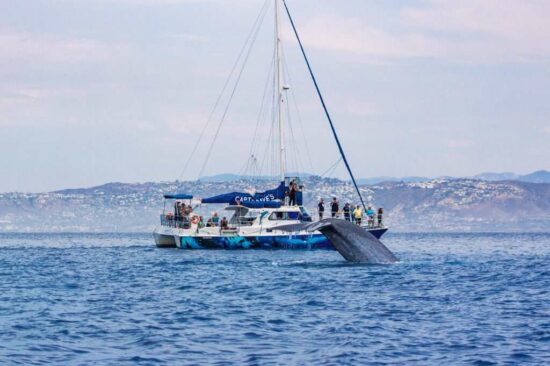 Watching whales, dolphins and sperm whales from Watching cetaceans at Dana Point in California on a sailing boat