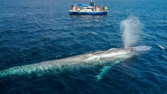 Whale watching safari at Dana Point in California