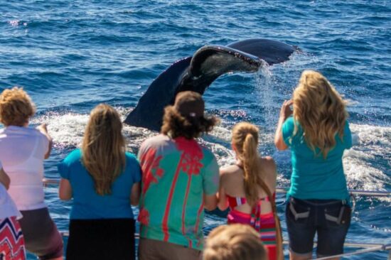 Un grupo observa cetáceos desde un velero en Dana Point, California Observación de ballenas, delfines y cachalotes desde un velero en Dana Point, California