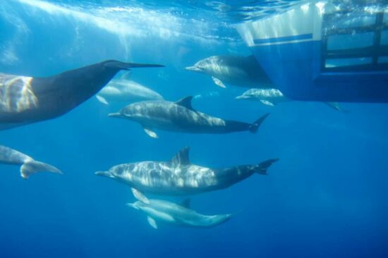 Cetacean watching in the marine environment at Dana Point in California, USA