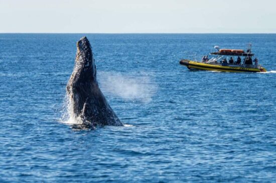 Zodiac-Safar_Humpback-Whale-1090329_Copyright-Dolphin-Safari