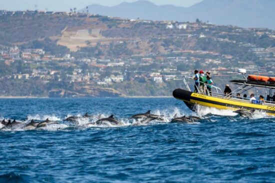 Zodiac-Safari_Delfines comunes-1011965_Copyright-Dolphin-Safari