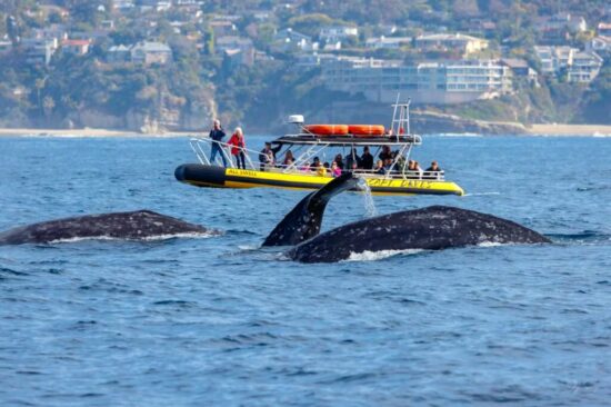 Zodiac-Safari_Gray-Whales-0967_Jay-Spring-Photography