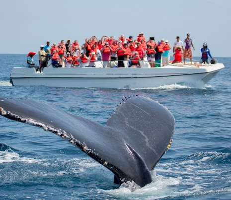 avistamiento abusivo de ballenas