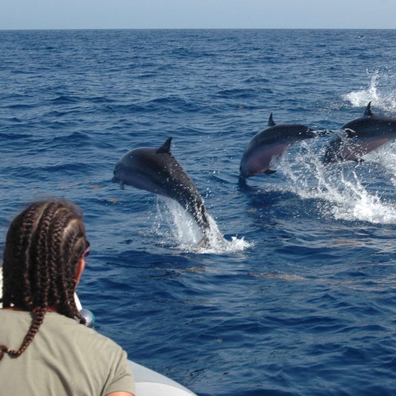 proyecto-delfines-ballena-de-shelltone-1